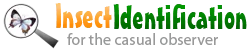 insectidentification.org