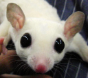pure-animal.jp