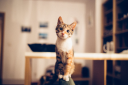 secondhandpurrs.org