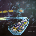 scientificanimations.com