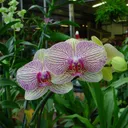 wardsnursery.com