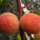 fruit-trees.com
