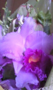 ruby-cattleya.com
