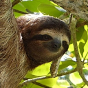 startupsloth.com
