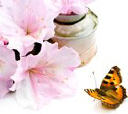 bushsflowershop.com