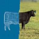 blueprintanimalnutrition.com