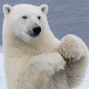 polarbear.army
