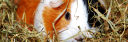 guinea-pig-advisor.com
