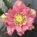 gabriels.garden
