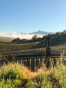 lacienegavineyard.com