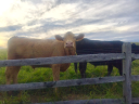 cattleworks.com