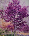 japanesemaplesandconifers.com