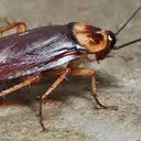 24x7pestcontrol.co.in