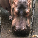 zoo-frankfurt.de