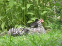 animal-lovers.net