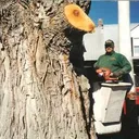 all-pro-tree.com