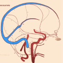neuroangio.org