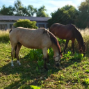 coaching-mit-pferden-harz.de