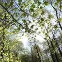 buggenhout.be
