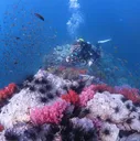 joyjoyscuba.com