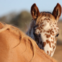 cheval-partage.net