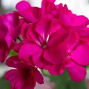 gardenloversclub.com