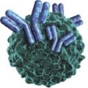 treg-directed-therapies.com