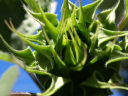 foodforest.garden