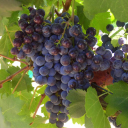 bitnervineyards.com