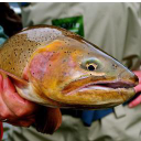 grandtetonflyfishing.com