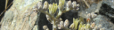wood-biological.com