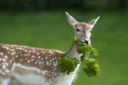 wirelessdeerfence.com