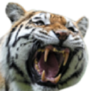 amazon.io