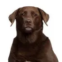 bayroadanimalhospital.com