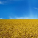 farmer.dp.ua