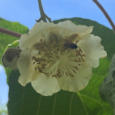 flor.fi
