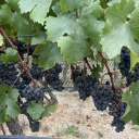 grape-to-glass.com