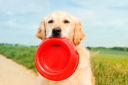 grainfree-petfood.com