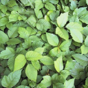 poison-ivy-removal.com