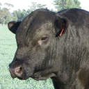 angusbull.com.au