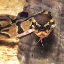 squiggle-scales.com