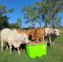 cattleking.com.au