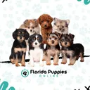 flpuppiesonline.com