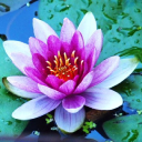 lotuscentersc.org