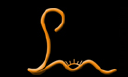 pampans.com