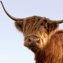 visitscotland.com