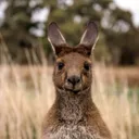 clarevalley.com.au