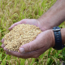 ricefarming.com