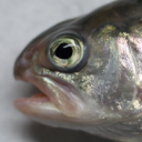 fishpathogens.net