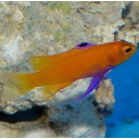 dejongmarinelife.nl